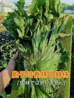 2025年最新】Wanda dwarfの人気アイテム - メルカリ