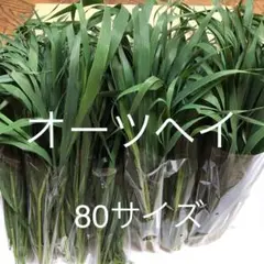Item thumbnail for item 50e8ea86-3a7d-4261-b875-f84aeb76fa5d