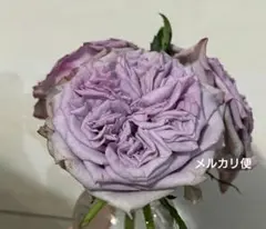 バラ 苗 購入前にコメお願い致します