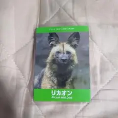 富士サファリパーク リカオンカード