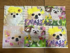 ③ チワワ