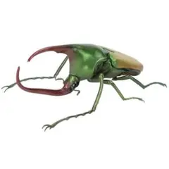 いきもの大図鑑 かぶとむし09 カブトハナムグリ ガチャガチャ ②
