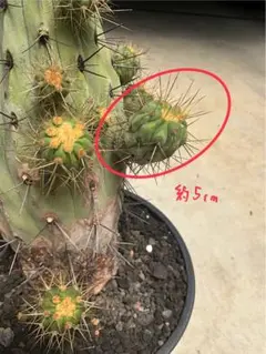 EMP コピアポア 黒士冠 実生 / CT32 Copiapoa cinerea v. dealbata【コピアポア・黒士冠・実生