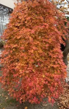 モミジ 紅葉 シダレモミジ 160cm ❗ 綺麗な曲がり樹形 希少美形 楽天市場】紅枝垂れモミジ 【送料無料】 シダレモミジ 21cmプラ
