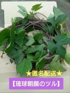 宿根草 琉球朝顔 ツル オーシャンブルー グリーンカーテン 【匿名配送】 リース