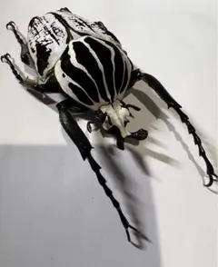 ゴライアスオオツノハナムグリ 標本 黒フレーム m65032576455_1.jpg?1740385225