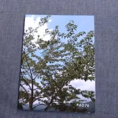 エレファントカシマシ会報PAO75