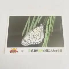 オオゴマダラ　キングオージャージャー　カード　広島市森林公園こんちゅう館