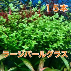 ラージパールグラス 無農薬