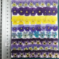 小　ビオラ　2.5cm以下 No39　押し花 押し花素材　＠799