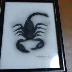 サソリ剥製 516c0qPeH5L._UF894,1000_QL80_.jpg