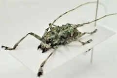 擬態シリーズ1 地衣類・苔に擬態した見事なカミキリ!
