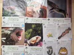 爬虫類＆両生類　一番くじ　G賞クリアファイル　H賞ラバーコレクション　9点セット