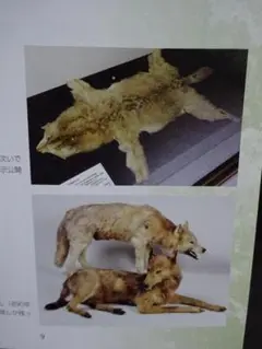 特別展【神になったオオカミ】秩父山地のオオカミとお犬様信仰