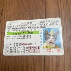 希少　非売品　なめ猫免許証