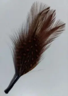 羽