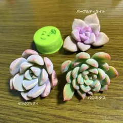 ⑦多肉植物3種セット❣️カット苗