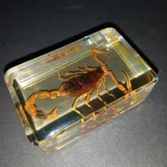 サソリ 標本 レジン