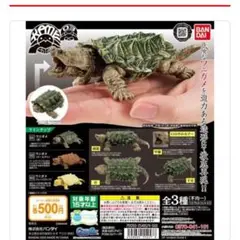 ガチャガチャ　ワニガメ　コンプリート