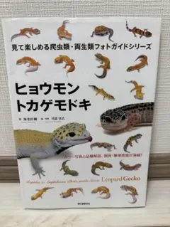2025年最新】ヒョウモントカゲモドキ品種図鑑の人気アイテム