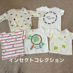 インセクトコレクションまとめ売り S