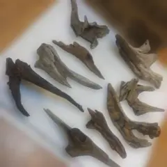 Item thumbnail for item 77b7a6e0-36a2-4aad-b163-14261f2f7f3e