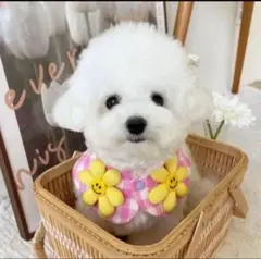 Item thumbnail for item ef9aecc8-5e6e-495f-8458-d1b94810c163