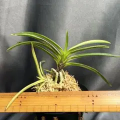 メルカリ便NO.852【緑花】富貴蘭　日高産山採り NO.852【緑花】富貴蘭 日高産山採り - メルカリ