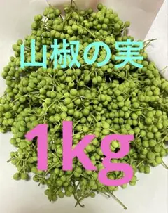 山椒の実、２キロ以上 楽天市場】大粒 実山椒 生山椒 山椒の実 生さんしょ 令和4年産