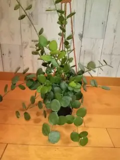 グリーンドラム クセロシキオス ダンギュイー 1
