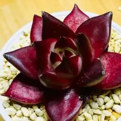 多肉植物⭐️⭐️ロビン⭐️韓国苗育成 抜き苗 d231