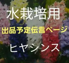 水栽培用ヒヤシンス 伝言ページ