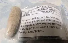 ベレムナイト　化石