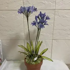 アガパンサス(夏の彩り！) いちごアイス、色は、紫色 花器付き、