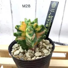 m55363588185_1.jpg?1743842505