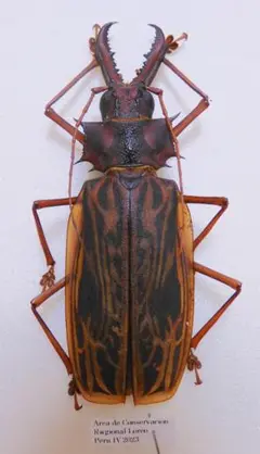 ［昆虫標本］オオキバウスバカミキリ 大型︎︎ ♀ 106mm 2024年採集 Amazon | 世界で最も大きい顎を持つカミキリムシ 名和昆虫博物館