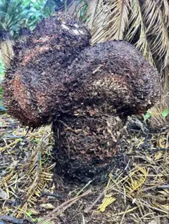 超希少　獅子ソテツ　ソテツ　蘇轍　発根確認済 現品］【希少】獅子ソテツ 12号 蘇轍 観葉植物 大型 かっこいい