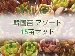 多肉植物 エケベリア 韓国苗 寄せ植え向きアソート 15苗セット