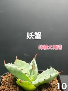 ボタニカルファーム　アガベ　ハイブリッド　妖蟹A型（甲蟹×ネバデンシス） アガベ agave 『妖蟹A型』 激レアハイブリッド種 | Lucky Summer