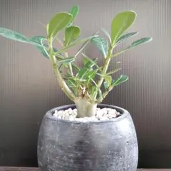 アデニウム オベスム コーデックス