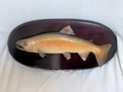 剥製 ヤマメ 魚 43cm サイン入り 装飾用 美品