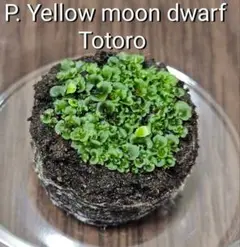 ぴろり「特選大」ビカクシダwillinckii Totoro spore ぴろり様専用「特選大」ビカクシダwillinckii Totoro spore