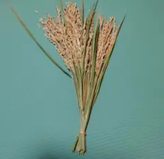 稲穂　２０本
