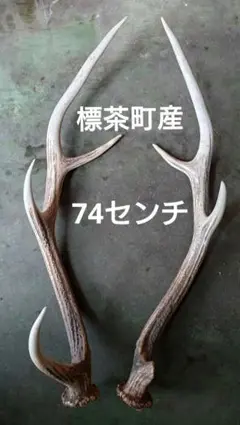 エゾ鹿角、74センチ