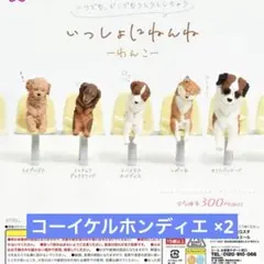 いっしょにねんね わんこ コーイケルホンディエ