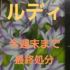 ブローディア ルディの球根 6球