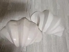 特大貝殻