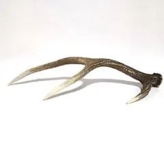 鹿の角 インテリア装飾品　全長55.5cm