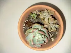 多肉植物 カット苗、抜き苗 寄植えセット♪