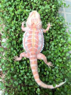 フトアゴヒゲトカゲ③